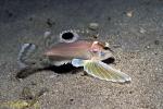 Ocellated Waspfish, Hachi, 06