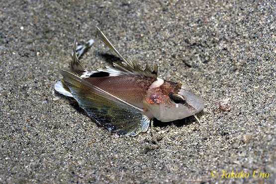 Ocellated Waspfish, Hachi, 05