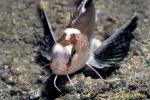 Ocellated Waspfish, Hachi, 03