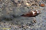 Ocellated Waspfish, Hachi, 04 burying itself