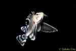 Ocellated Waspfish, Hachi, 09