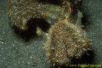 Melibe viridis 01 250mm ls