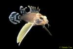 Ocellated Waspfish, Hachi, 15b