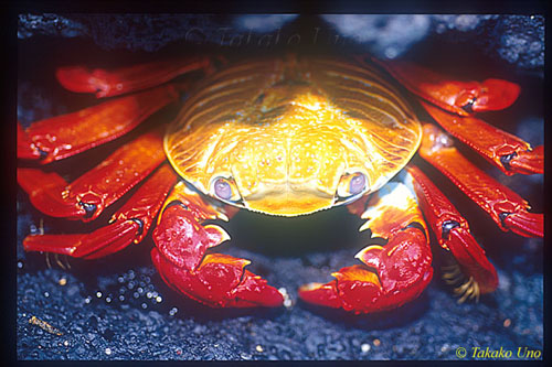 Sally-Light-Foot Crabs 02