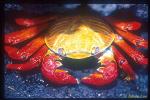 Sally-Light-Foot Crabs 02