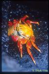 Sally-Light-Foot Crab cannibalism 01