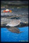 Striated Heron 01