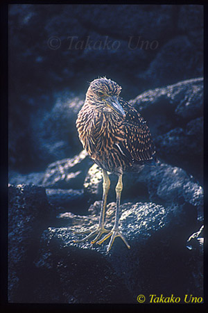 Yellow-Crown Night Heron juvenile 01