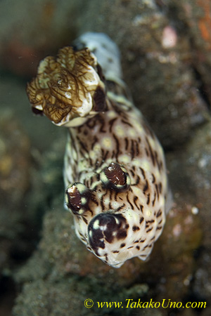 Jorunna rubescens 32tc 0185 bl