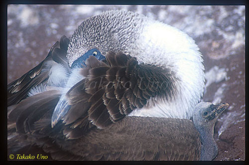 Blue-footed Boobie 02 mom & baby