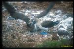 Blue-footed Boobies, begging for food 01