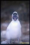 Blue-footed Boobie 01 baby