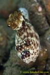 Jorunna rubescens 32tc 0185 bl