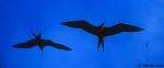 Frigate Birds 01