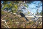 Crested Horn MagPie, non-origin species 01