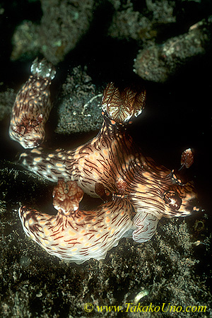 Jorunna rubescens 02 90mm