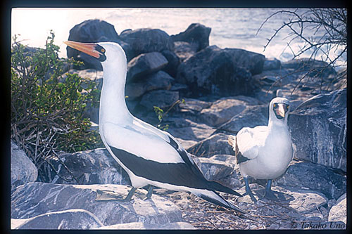 Masked Boobies 01