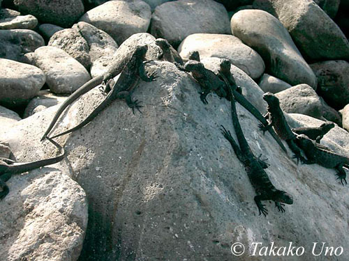 Marine Iguana 103 juveniles, digital snappy