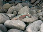 Marine Iguana 101 digital snappy