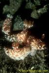 Jorunna rubescens 02 90mm