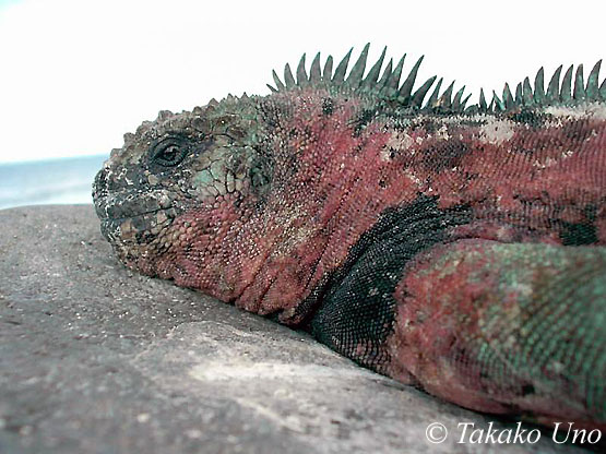 Marine Iguana 102 digital snappy