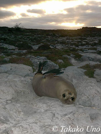 Galapagos Sealion 102 digital snappy