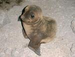 Galapagos Sealion 105 digital snappy