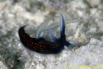 Roboastra gracilis 01tc 0098 mb