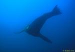 Galapagos Sealion 03 uw