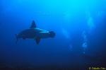 Scalloped Hammerhead 02