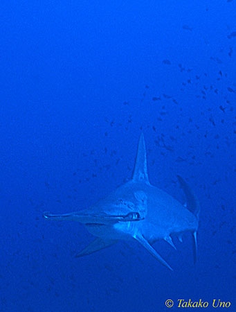 Scalloped Hammerhead 01