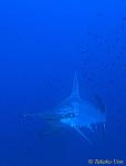 Scalloped Hammerhead 01