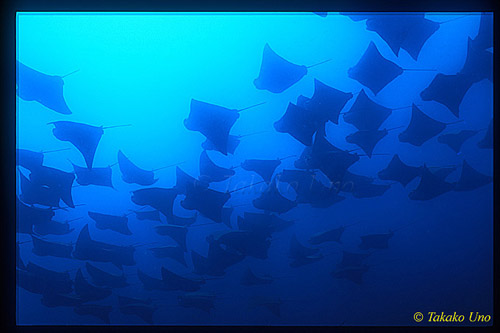 Golden Cownose Rays 05