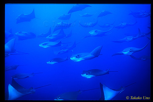 Golden Cownose Rays 01