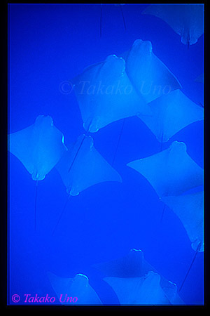 Golden Cownose Rays 03