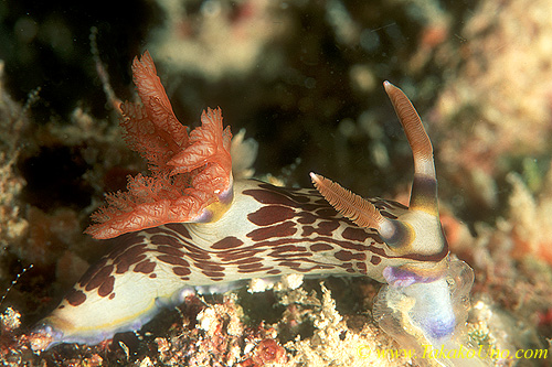 Nembrotha lineolata 01 feeding on tunicate