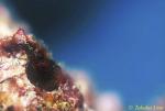 Barnacle Blenny 02 081803