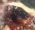 Barnacle Blenny 01