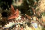 Nembrotha lineolata 01 feeding on tunicate