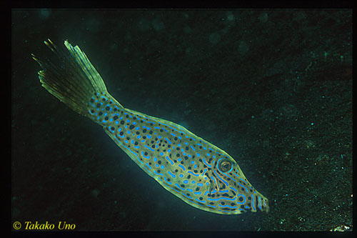 Scrawled Filefish 01