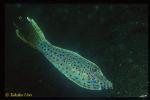 Scrawled Filefish 01