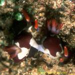 Nembrotha rutilans 01 40mm mating