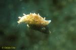 Minute Filefish 01