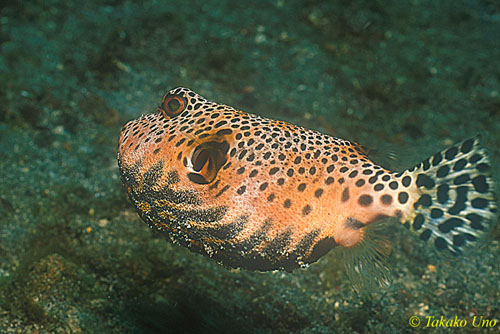 Map Pufferfish juvenile 01