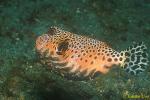 Map Pufferfish juvenile 01