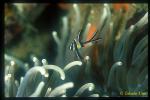 Banggai Cardinal just born baby 01