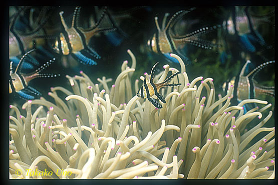 Banggai Cardinal juvenile, its family & Anemone 01