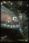 Crocodile Snake Eel 01