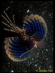 Blue-finned Lionfish (rare) 01