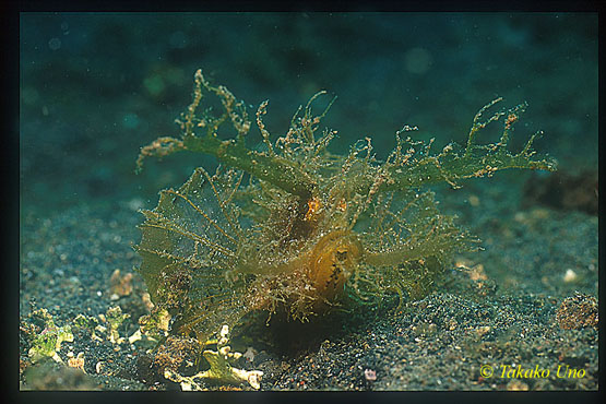 Ambon Scorpionfish 02 eye brows lifted up from current